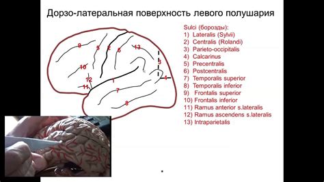 Структура плаща мозга