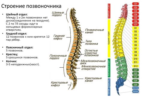 Структура пояснично-крестцового отдела позвоночника