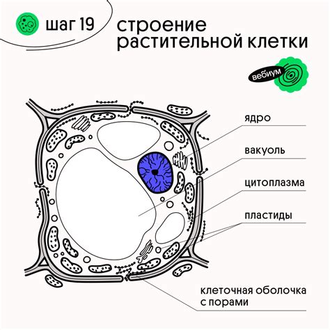 Структура растительной клетки