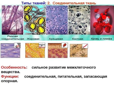 Структура ткани и ее свойства