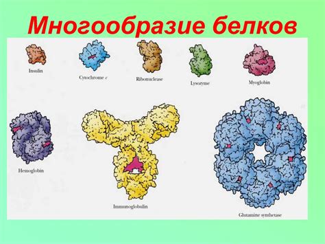 Структурное и функциональное многообразие белков: что определяет?