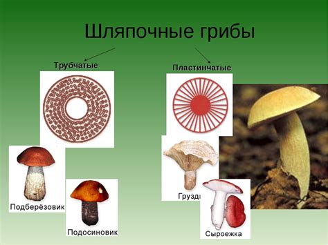 Структурные особенности грибов