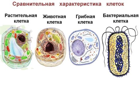 Сходство грибной клетки с другими организмами