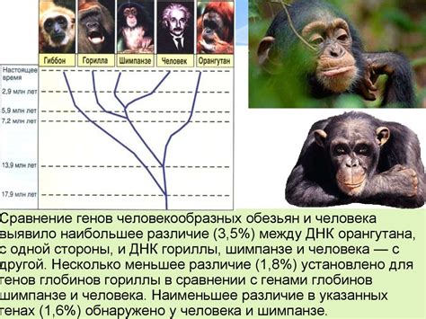 Схожесть геномов обезьян и человека: понимание масштабов