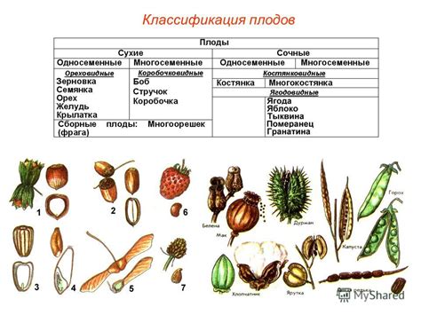 Таинственное значение представления плодов на ветвях деревьев в сновидениях