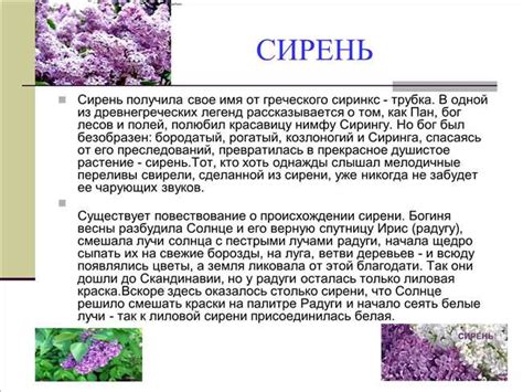 Таинственное значение сирени во сновидениях: раскрываем загадки этого магического символа