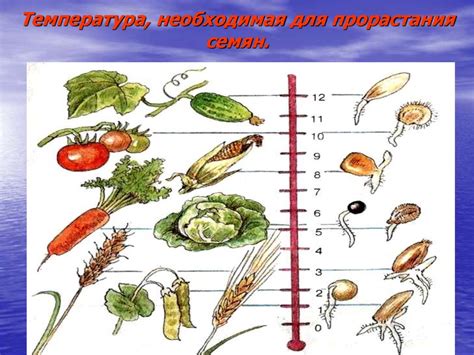 Тайная значимость посева цветочных семян в почву для представительниц прекрасного пола