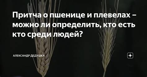 Тайное послание снов о пшенице