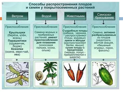 Тайнопись в мире снов: знамение и трактовка гигантских плодов растений