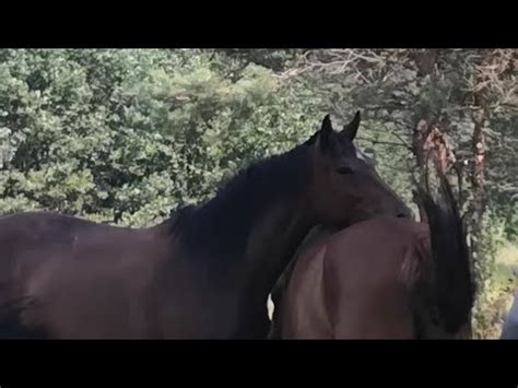 Тайные символы и значение черного коня во сне мужчине