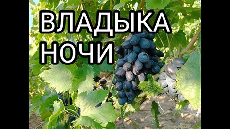 Тайны ночных лесов: владыка ночи - паук величавого покрова