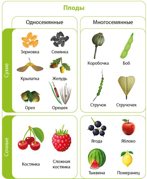 Тайны сновидений: что символизируют сочные плоды на могучих ветвях?