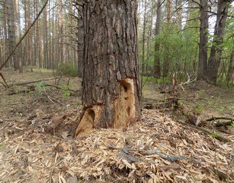 Тайны снов о птицах, изменяющих свое нарядное оперение