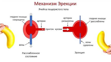 Телесные сигналы виновности у мужчин