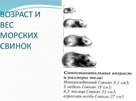 Тема 1: Видение грызуна и его символика