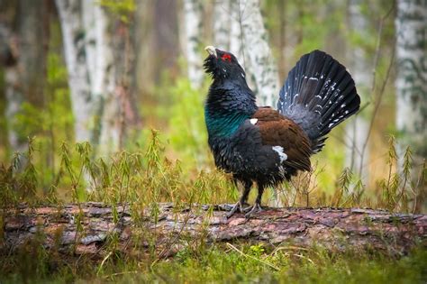 Тема 1: Символическое значение глухаря беременной во сне