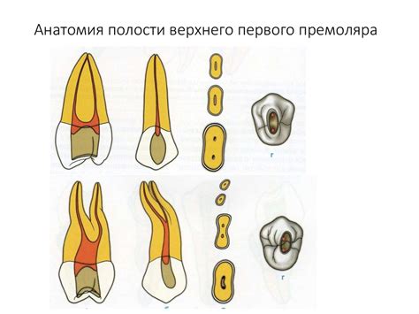 Тема 1.1: Символическое значение извлечения зуба