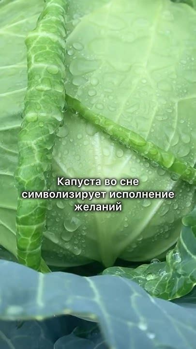 Тема 2: Капуста во сне: отпечаток подсознания или проявление желания?