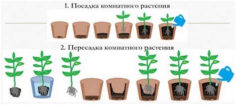 Тема 2: Преображение в сновидениях об акте пересадки растений в горшки