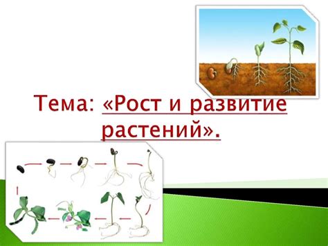 Тема 2: Рост и развитие