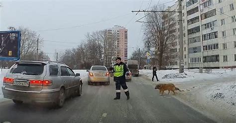 Тема 3: Практические рекомендации по пониманию символики снов о хромой собаке у мужчин