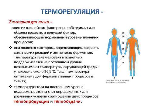 Температурные факторы и спокойствие утренней волны