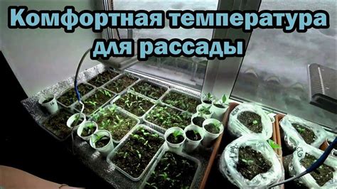 Температурный режим для успешной рассады