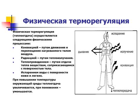 Терморегуляция человека: основные принципы работы организма