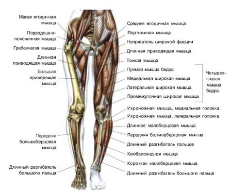 Теряется масса веществ, влияющих на мышцы ног