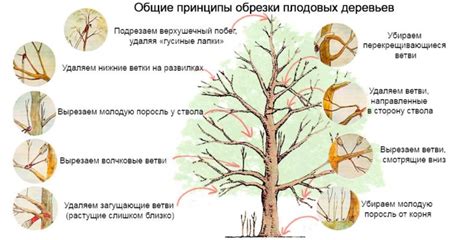 Техника обрезки посконника