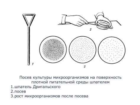 Техника посева