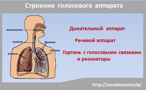 Техники развития голосового аппарата