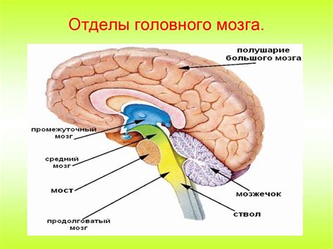 Ткацкие сосуды головного мозга: основная информация и функции