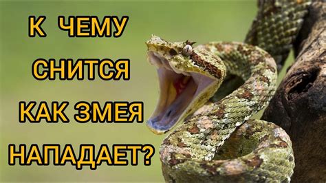 Толкование сна: побуждение белой змеи к действию уязвленным рукой обладательницам женского пола