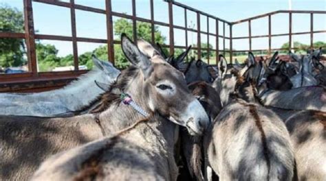 Толкование сна об ушедшей козе в различных вероисповеданиях