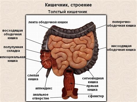 Толстый кишечник. Образование и удаление отходов