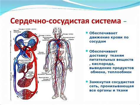 Томатный сок и сердечно-сосудистая система