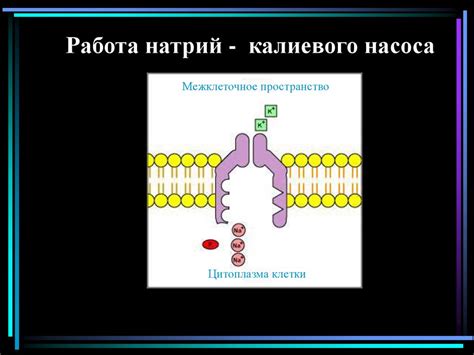 Транспорт через плазматическую мембрану