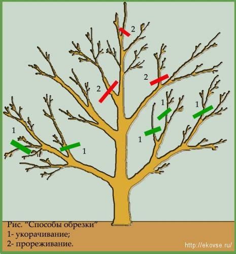 Требования к специалистам, проводящим обрезку деревьев