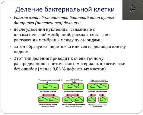 Увеличение риска размножения бактерий