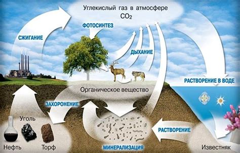 Углекислый газ и процесс пищеварения