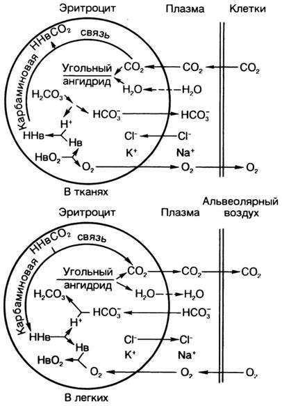 Углекислый газ и функция крови