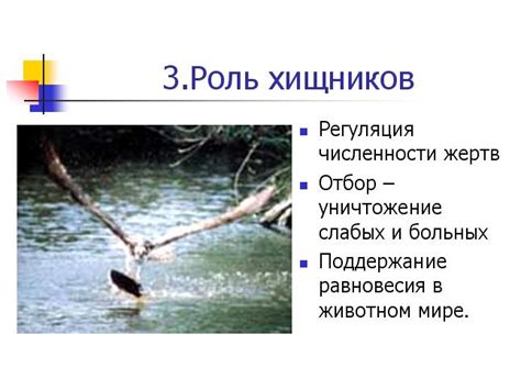 Угроза или защита? Роль хищников в воде и значение эмоций в толковании снов