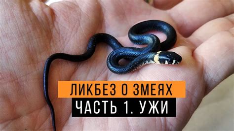 Ужи и предостережения: какие сигналы могут давать сны о змеях