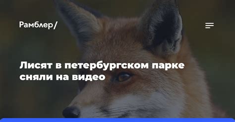 Узнайте значение сновидения о лисице, которая облизывает палец у мужчины