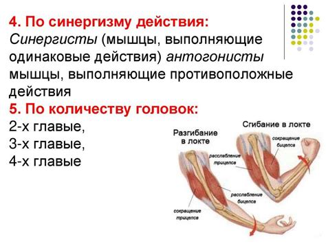 Укрепление мышц-антагонистов