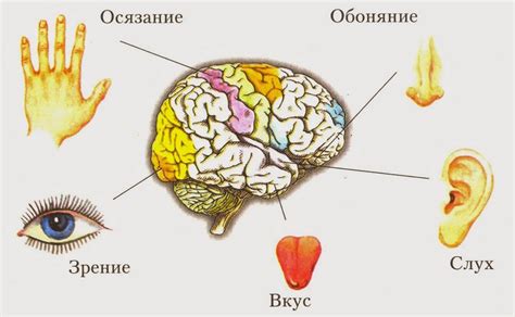 Улучшение ощущений от примерки через использование всех чувств