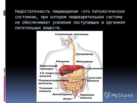 Улучшение пищеварения и усвоение питательных веществ