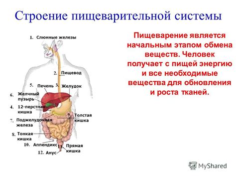 Улучшение работы пищеварительной системы и обмена веществ