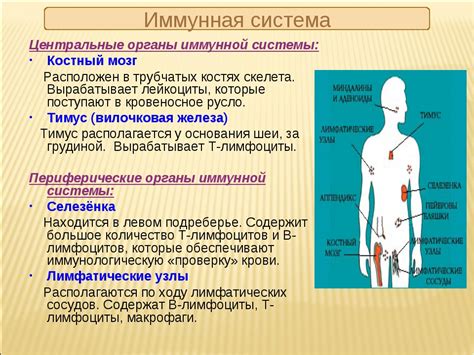 Улучшение функции иммунной системы